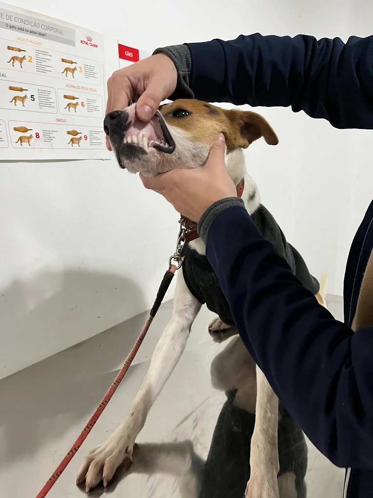 Veterinário atendendo um cão em consulta