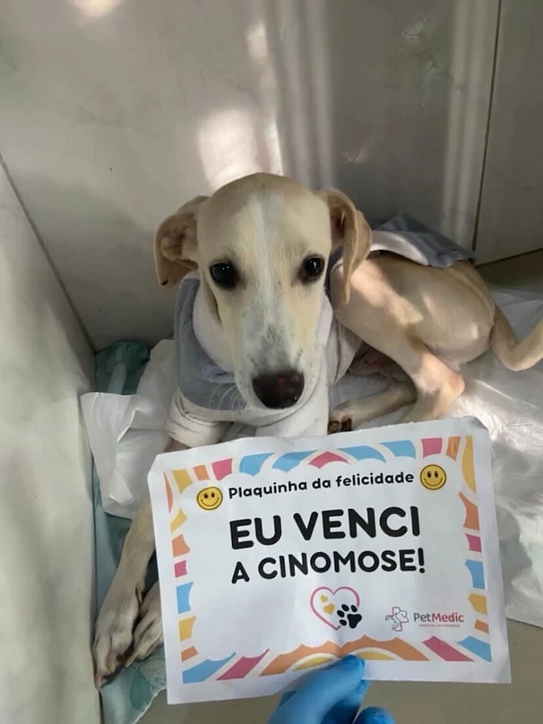 Tutor sorrindo com seu cão